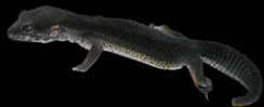 gecko